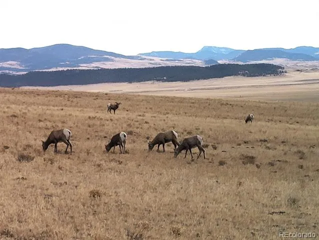 2030 Puma Hills Road Lake George, CO 80827