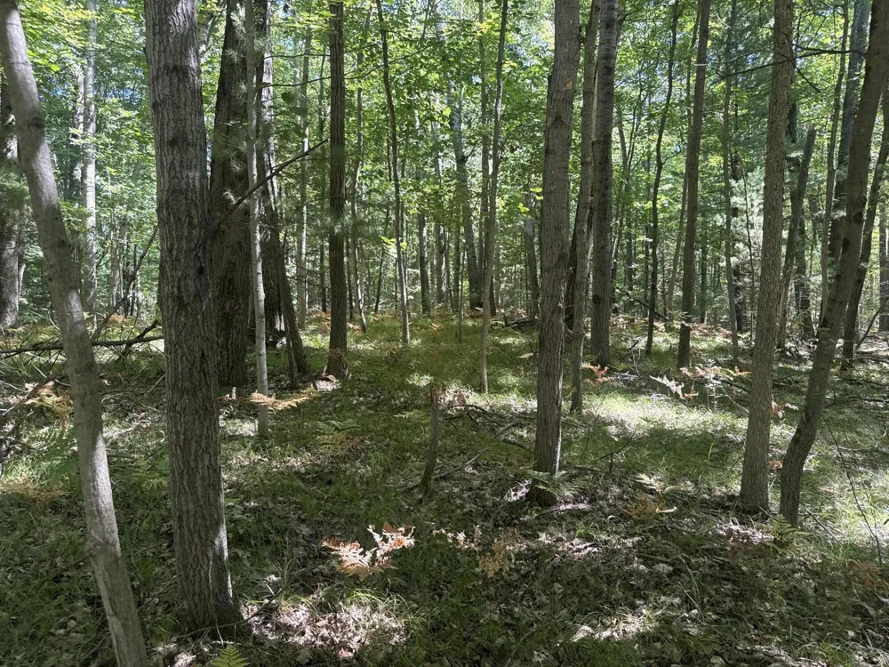 8278 Highland Trail Stanwood, MI 49346