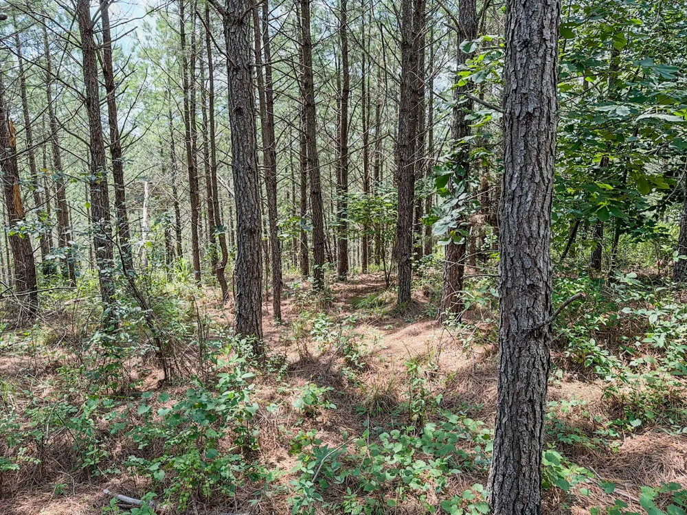0 Big Opossum Rd Waynesboro, TN 38485