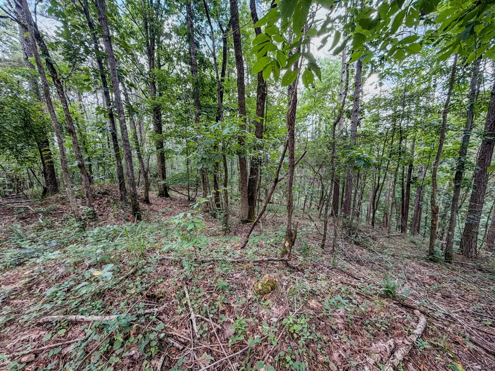 0 Big Opossum Rd Waynesboro, TN 38485