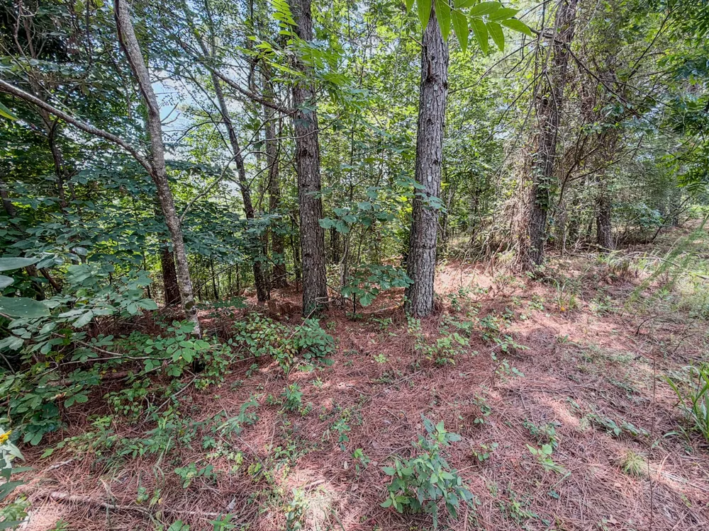 0 Big Opossum Rd Waynesboro, TN 38485