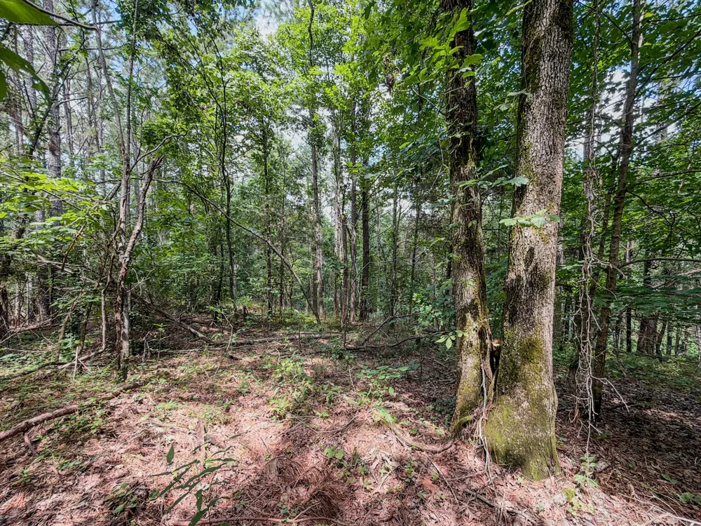 0 Big Opossum Rd Waynesboro, TN 38485