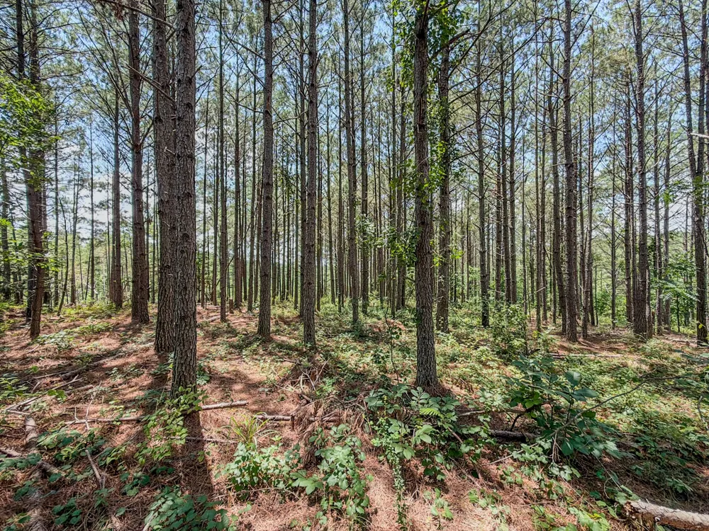 0 Big Opossum Rd Waynesboro, TN 38485