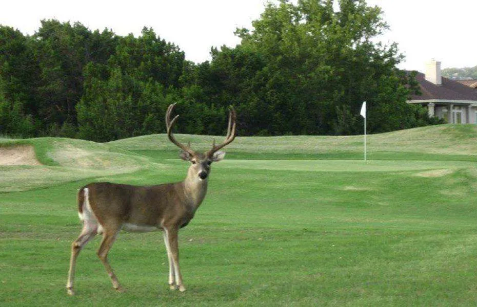 20823 Roundup Trail Lago Vista, TX 78645