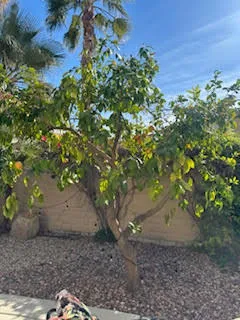 81919 Avenida Bienvenida Indio, CA 92203