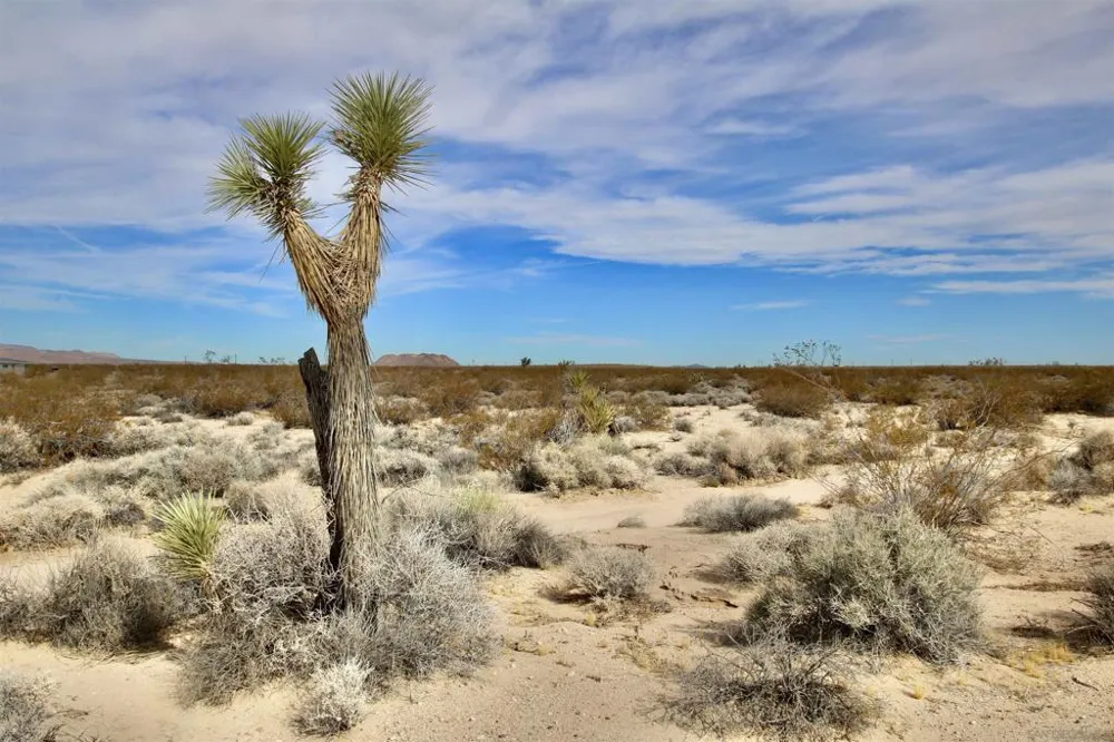 Winters Rd Joshua Tree, CA 92252