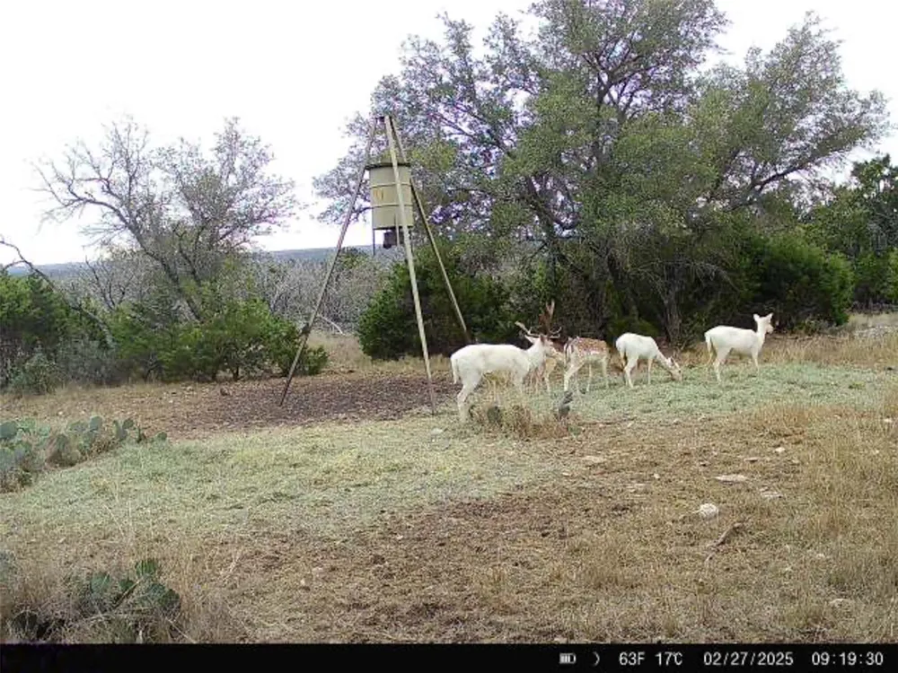 190 Pvt Rd 3019 NW Mountain Home, TX 76849