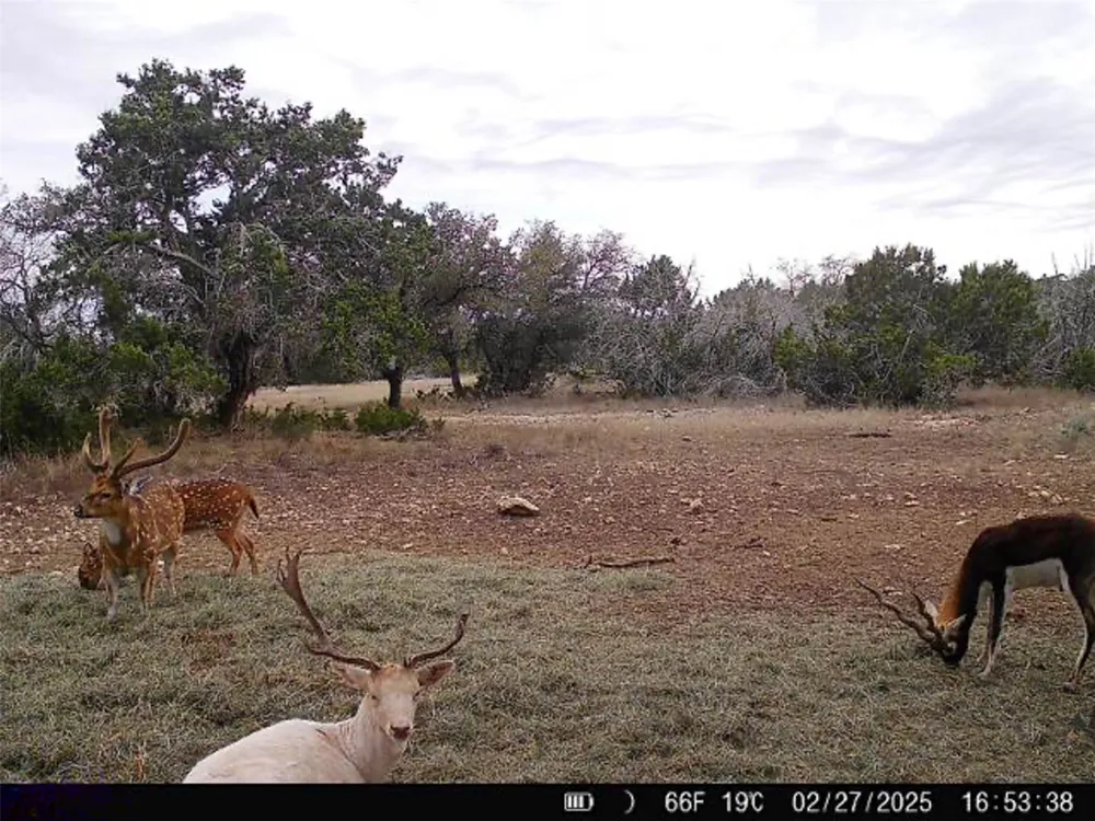 190 Pvt Rd 3019 NW Mountain Home, TX 76849