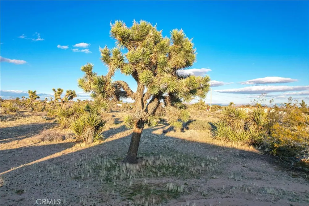 3567 Condalia Avenue Yucca Valley, CA 92284