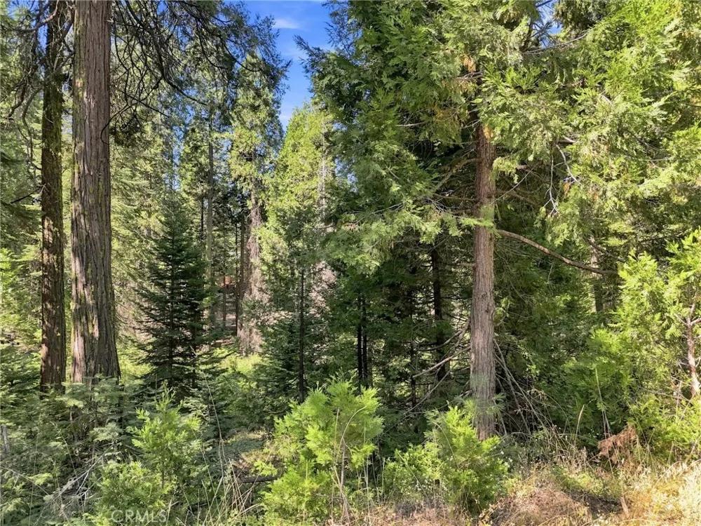 39730 Fox Glove Lane Shaver Lake, CA 93664