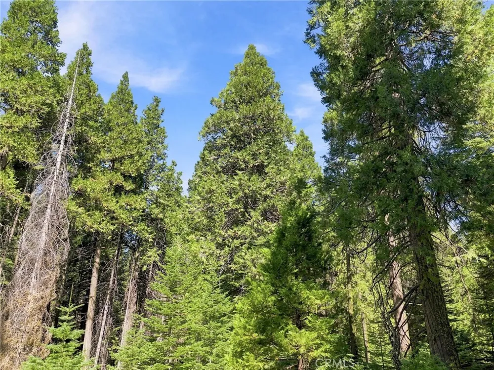 39730 Fox Glove Lane Shaver Lake, CA 93664