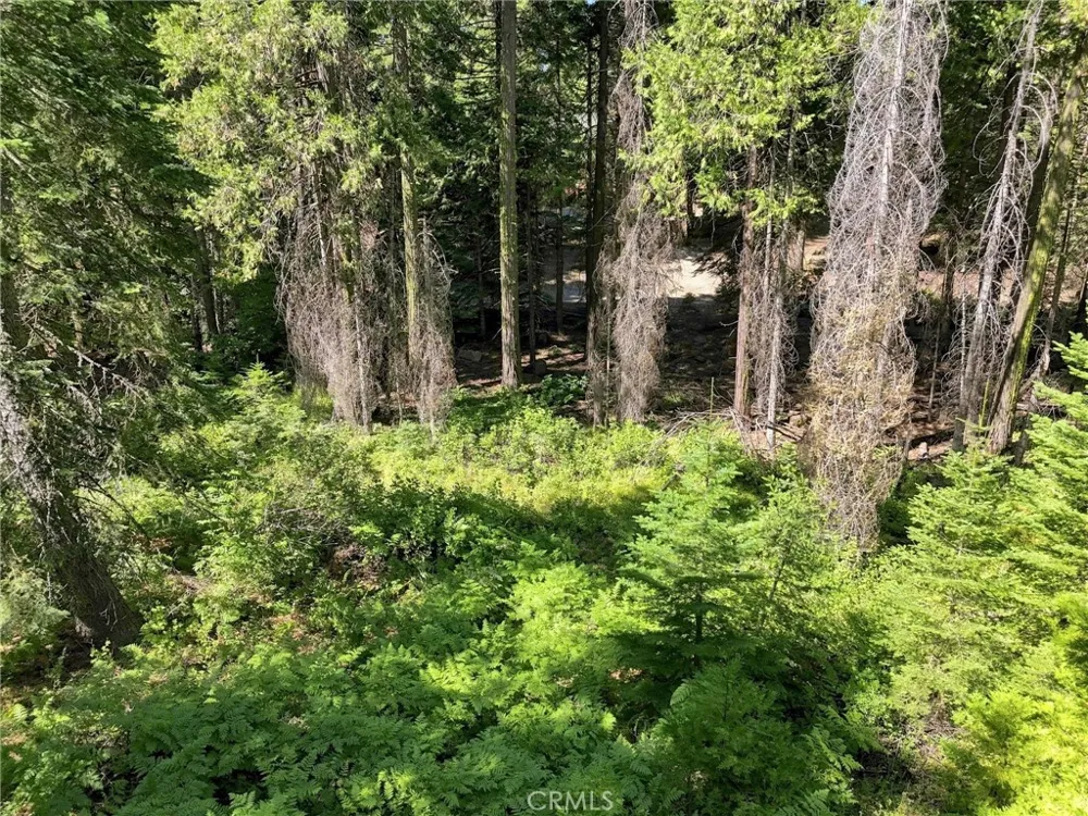 39730 Fox Glove Lane Shaver Lake, CA 93664