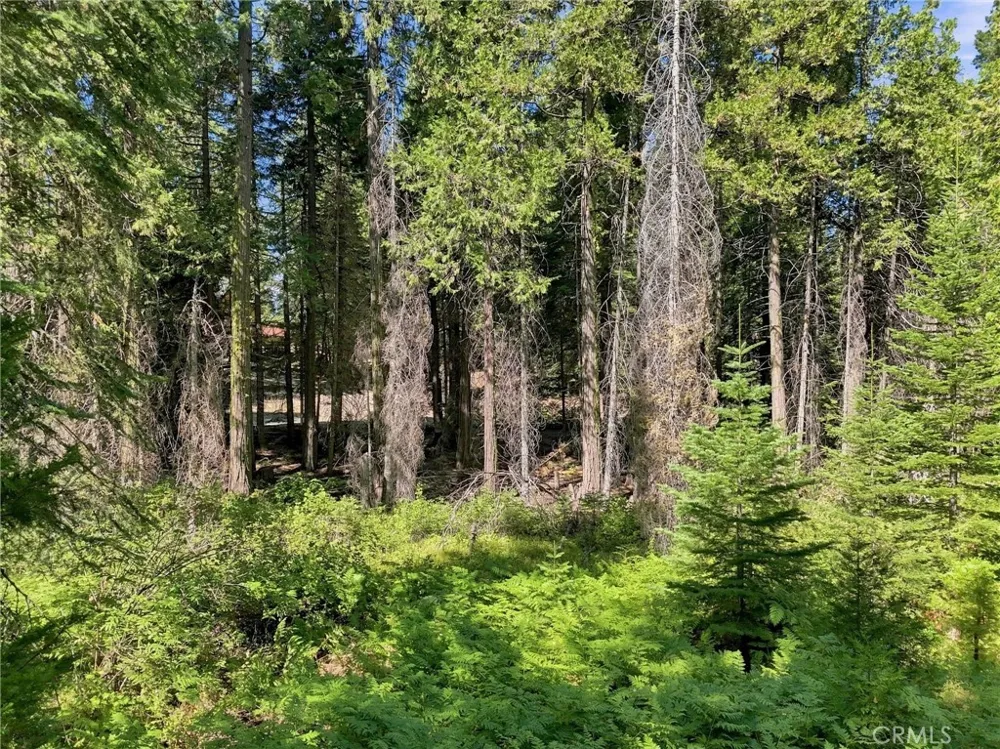 39730 Fox Glove Lane Shaver Lake, CA 93664