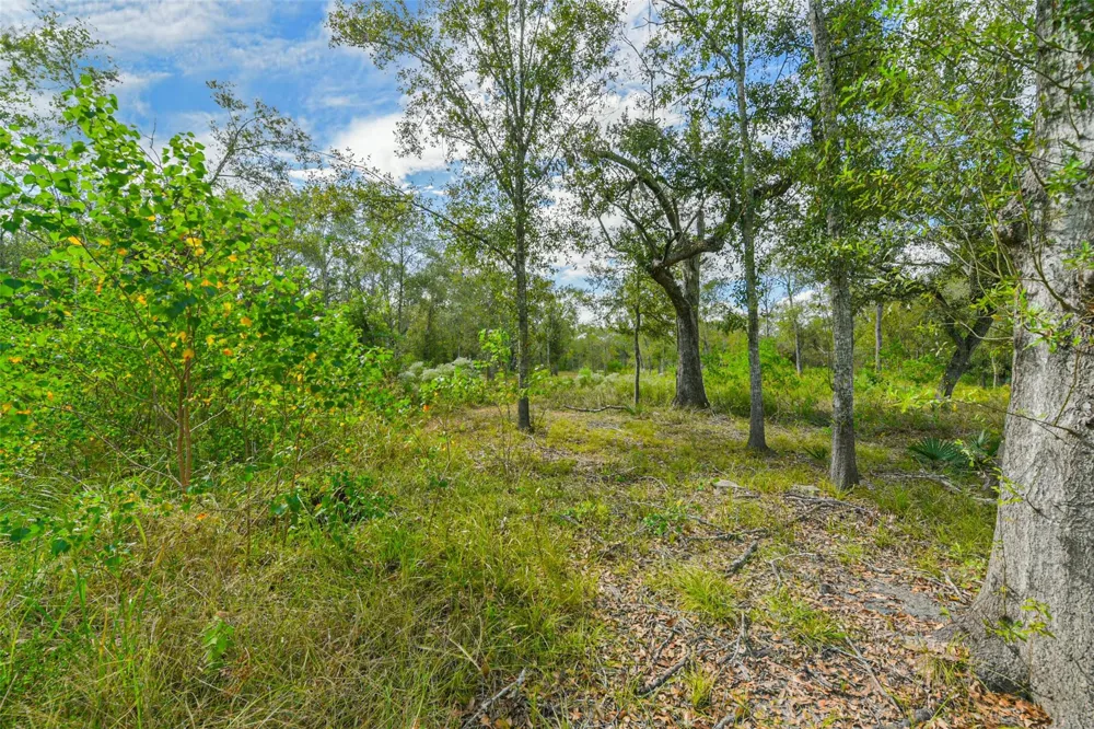 Live Oak St Damon, TX 77430