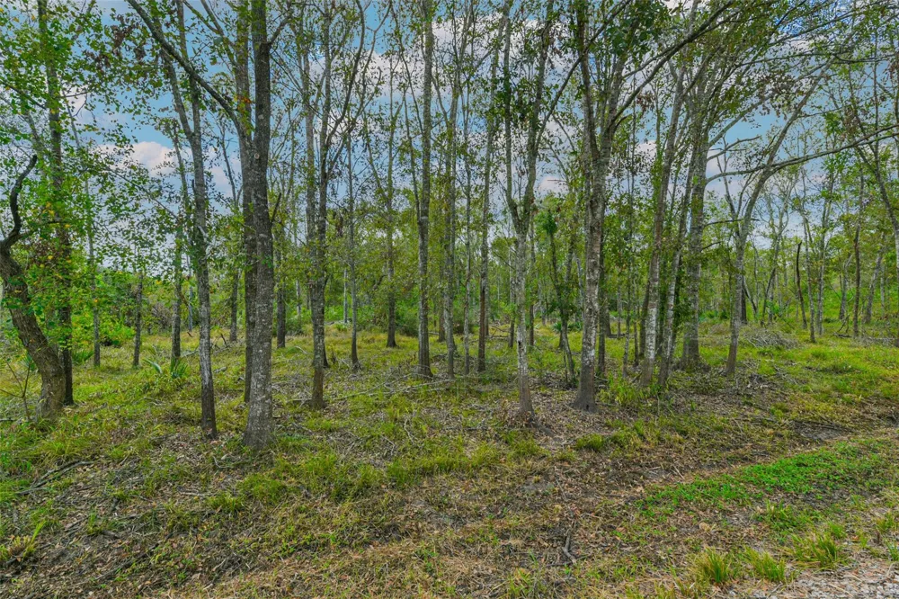 Live Oak St Damon, TX 77430