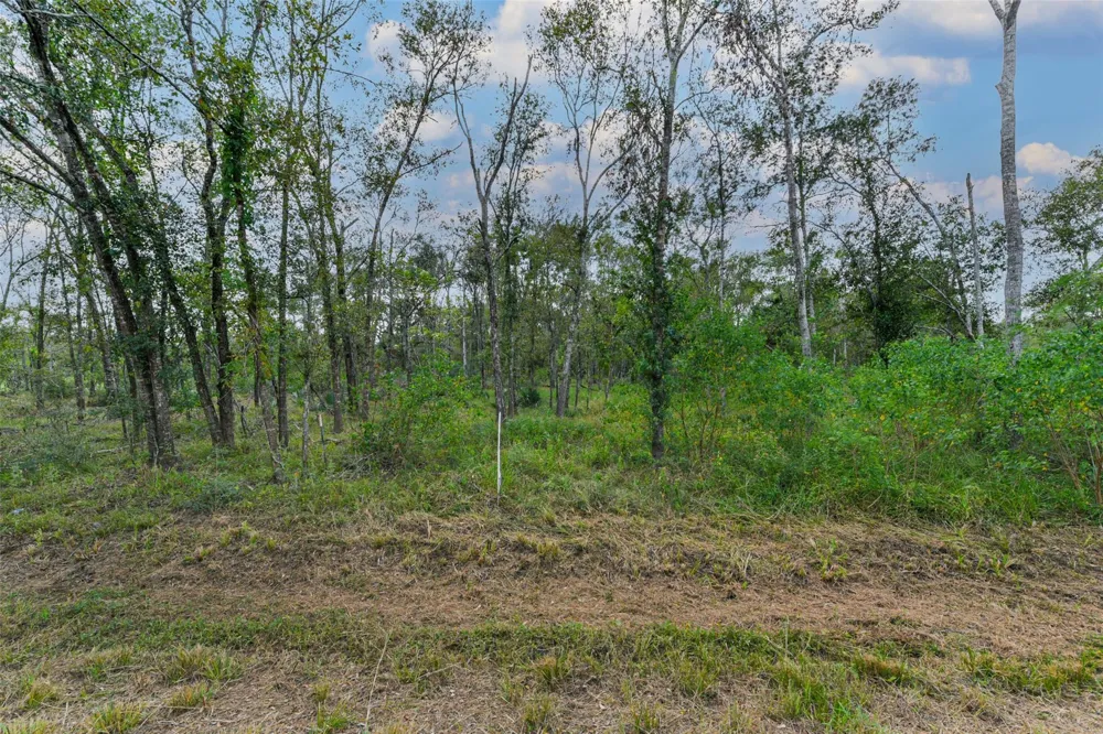Live Oak St Damon, TX 77430