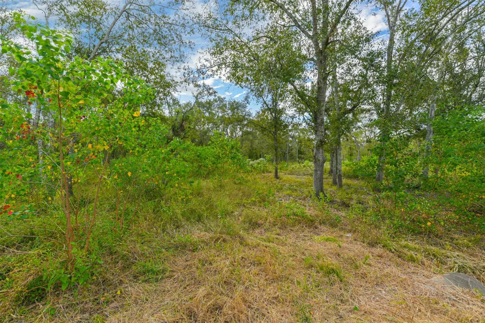 Live Oak St Damon, TX 77430