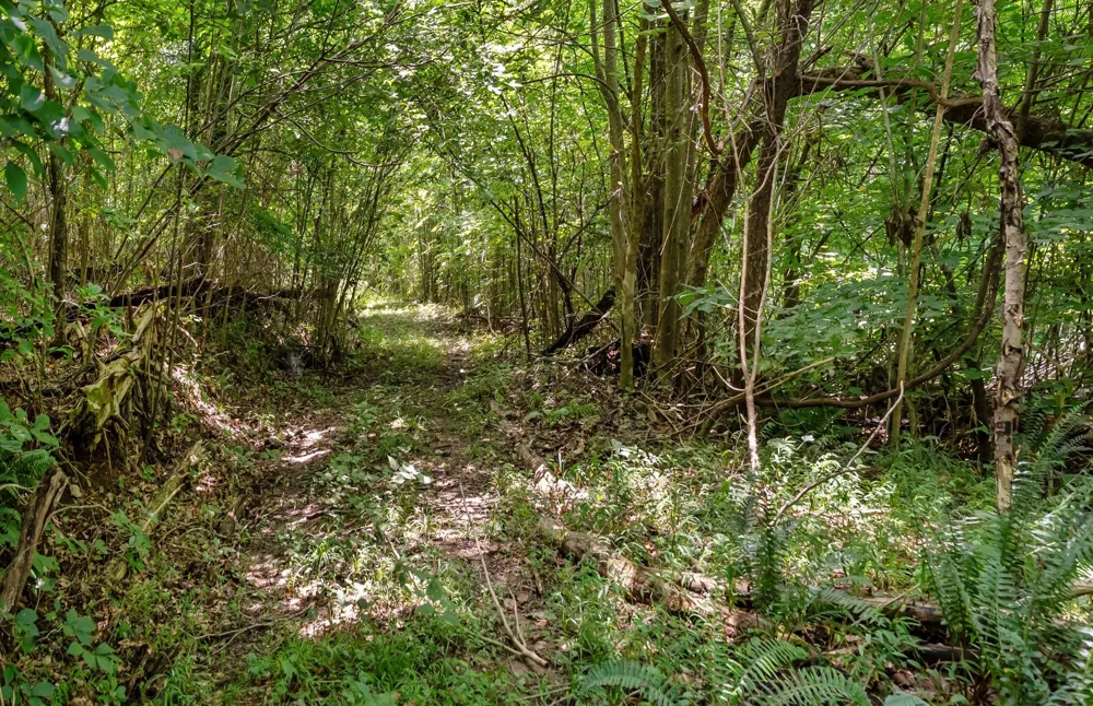 0 Sparkman Town Bone Cave Rd Doyle, TN 38559