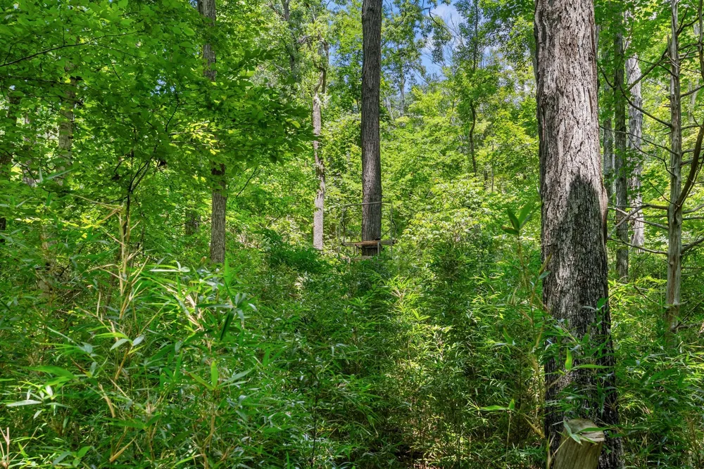 0 Sparkman Town Bone Cave Rd Doyle, TN 38559