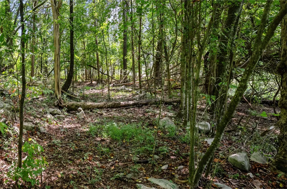 0 Sparkman Town Bone Cave Rd Doyle, TN 38559