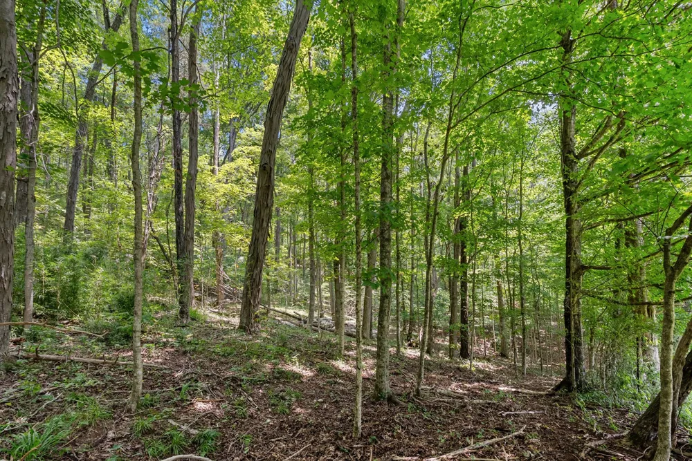 0 Sparkman Town Bone Cave Rd Doyle, TN 38559