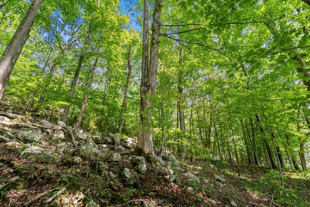 0 Sparkman Town Bone Cave Rd Doyle, TN 38559
