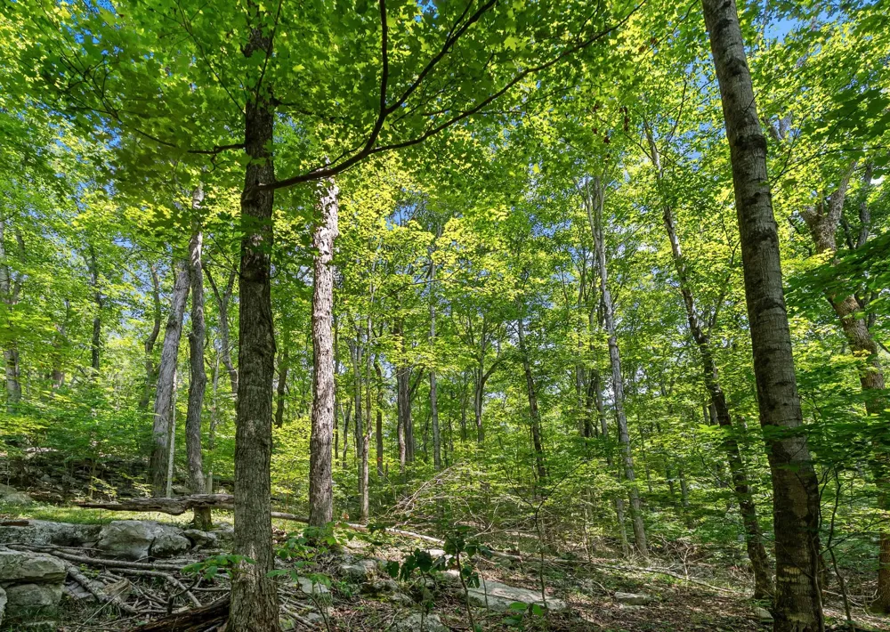 0 Sparkman Town Bone Cave Rd Doyle, TN 38559