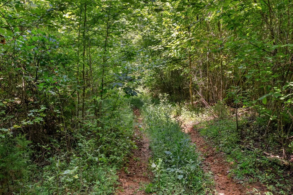 0 Sparkman Town Bone Cave Rd Doyle, TN 38559