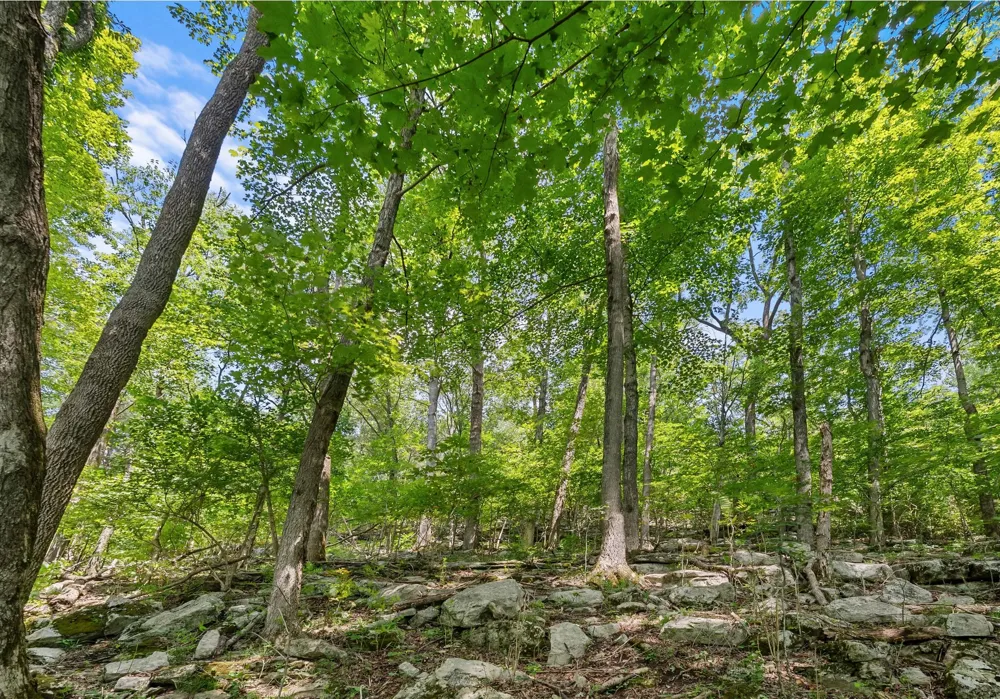 0 Sparkman Town Bone Cave Rd Doyle, TN 38559