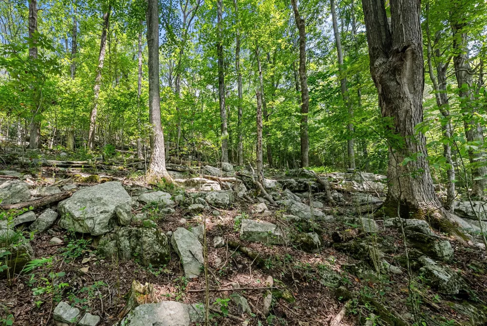 0 Sparkman Town Bone Cave Rd Doyle, TN 38559