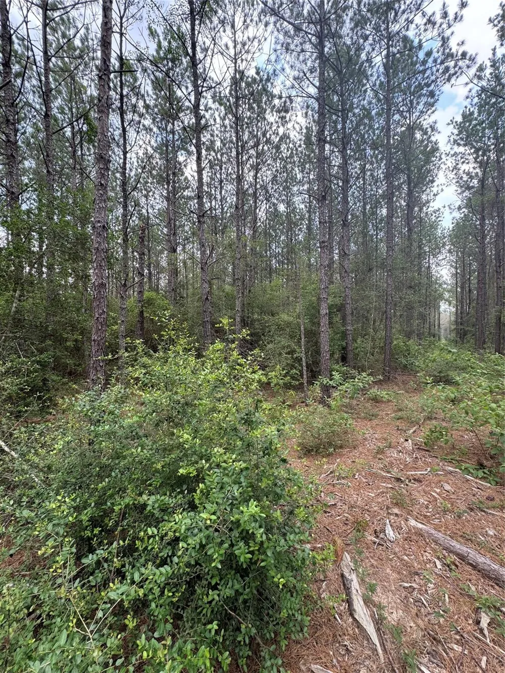 10634 Forest Mill Road Willis, TX 77378