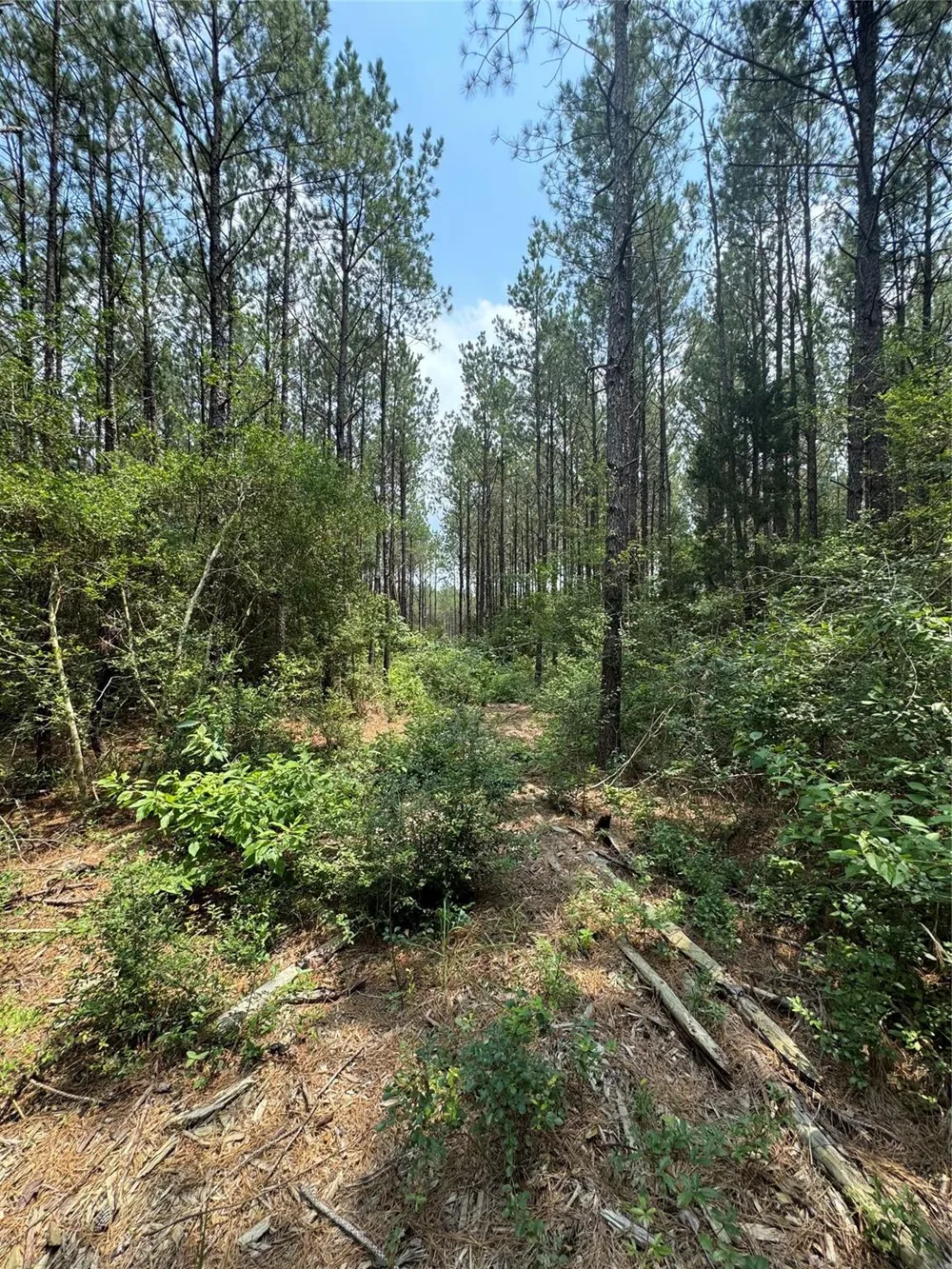 10634 Forest Mill Road Willis, TX 77378