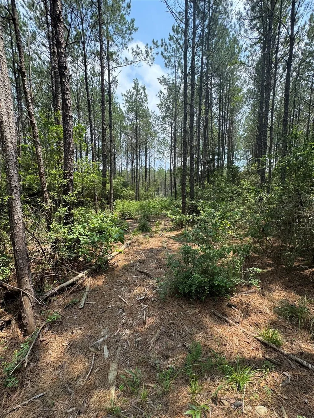10634 Forest Mill Road Willis, TX 77378