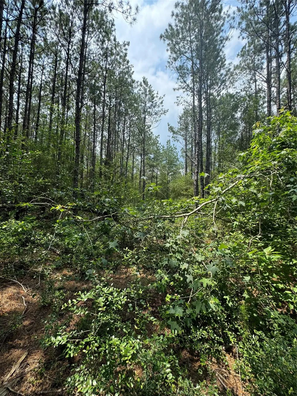 10634 Forest Mill Road Willis, TX 77378