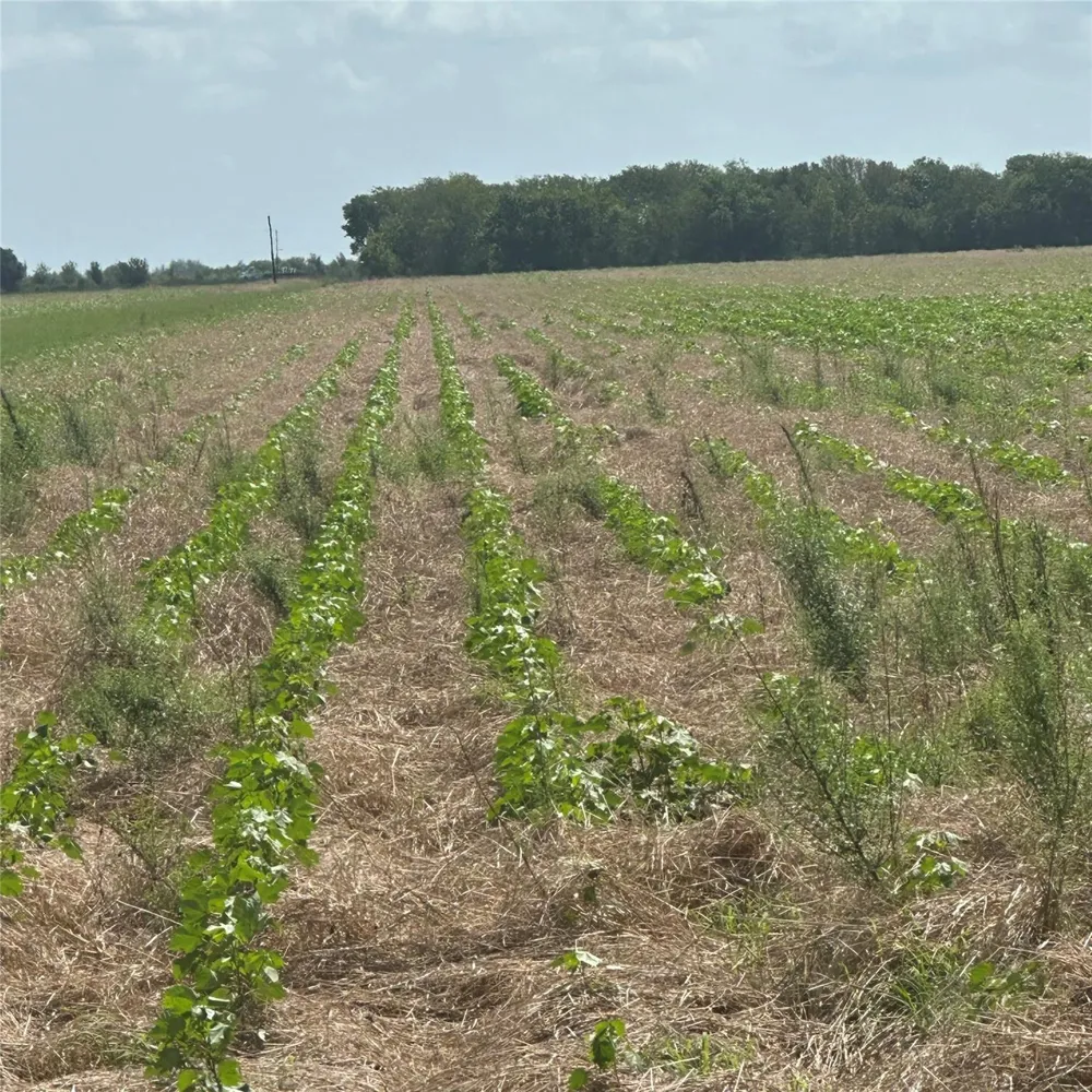 16020 Fm 1489 Road Wallis, TX 77485