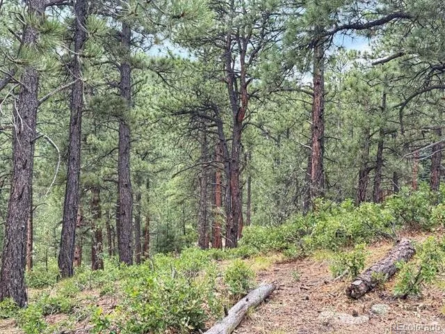 11491 Chinook Drive Weston, CO 81091