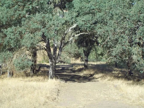 20077 Panoche