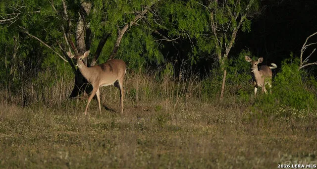 LOT 37 Utopia Oaks Dhanis, TX 78850