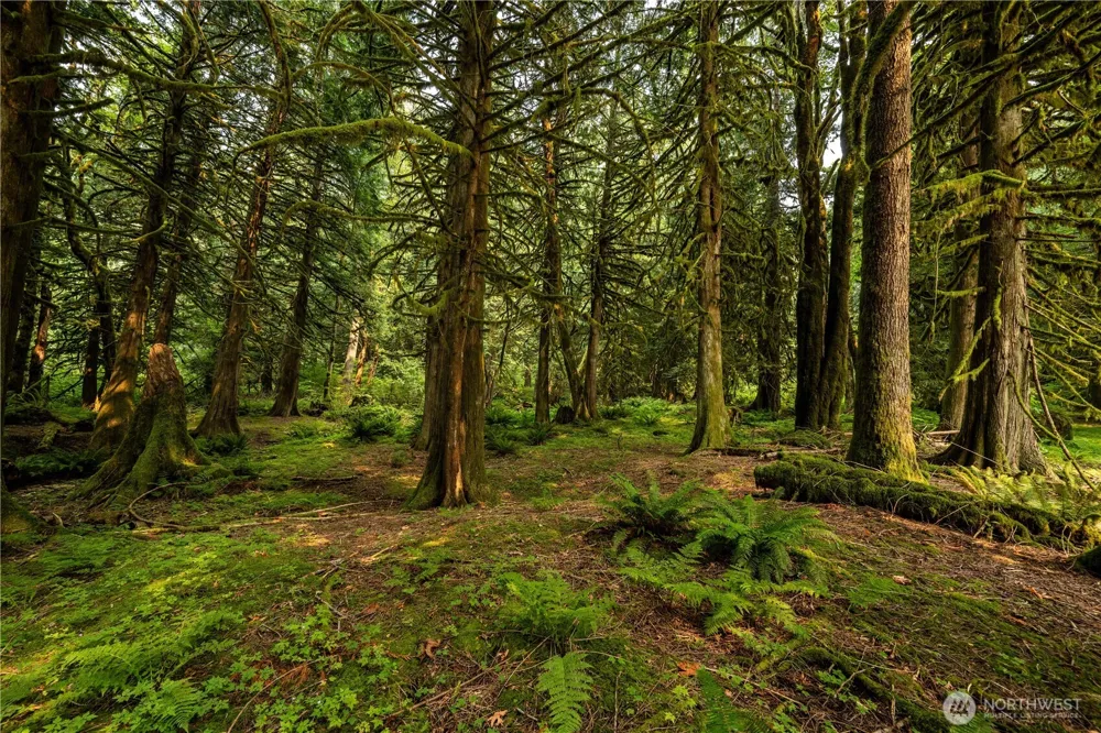 9267 Upper Frost Creek Road Maple Falls, WA 98266