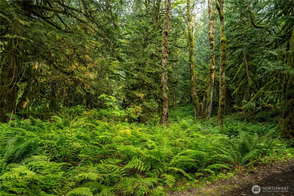 9267 Upper Frost Creek Road Maple Falls, WA 98266