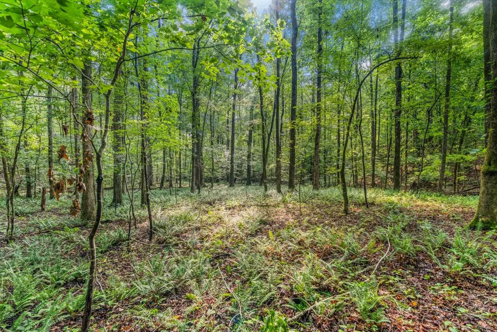 460 Roger Copeland Road Hamilton, GA 31811