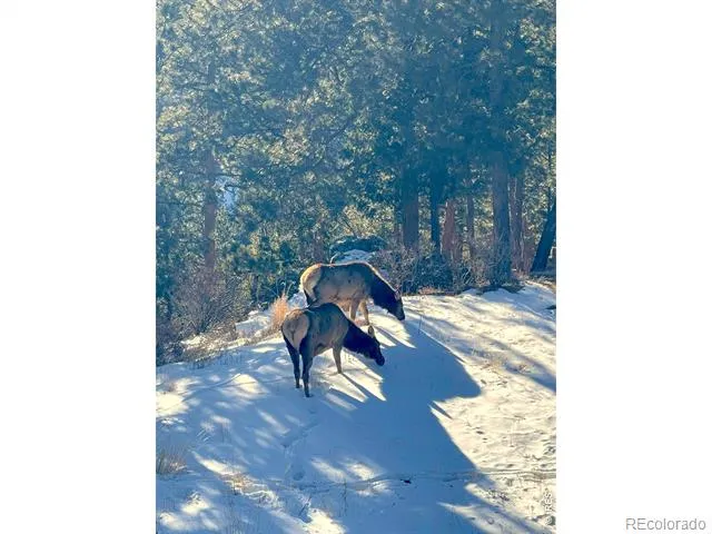 200 Rocky Knob Lane Nederland, CO 80466