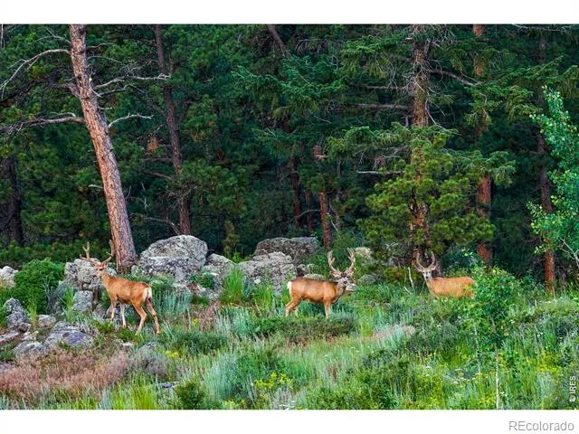 200 Rocky Knob Lane Nederland, CO 80466