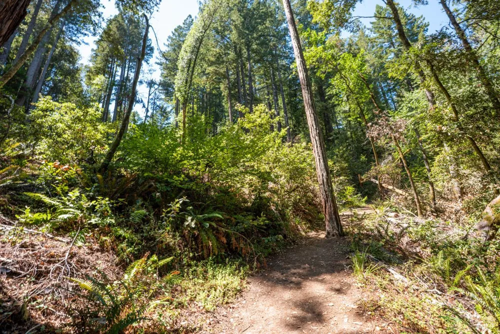 2728 Bohemian Highway Occidental, CA 95465
