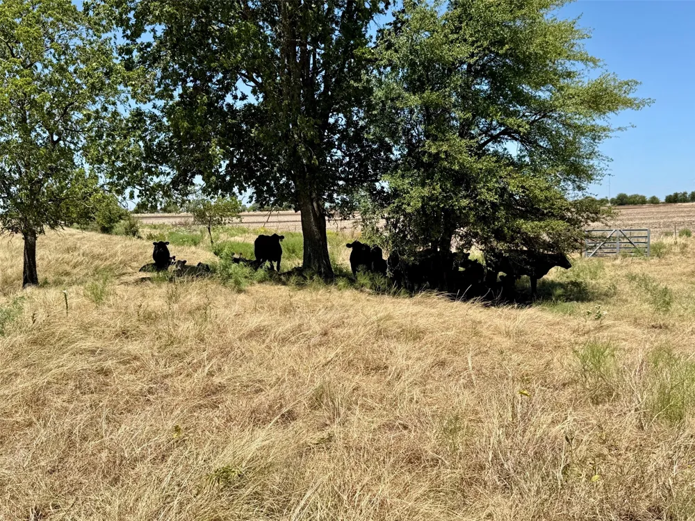 8001 Fm 932 Hamilton, TX 76531