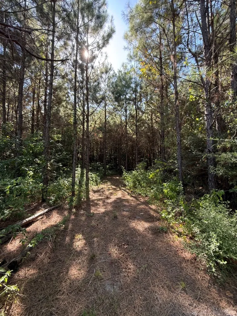 PR 8263 Broaddus, TX 75929