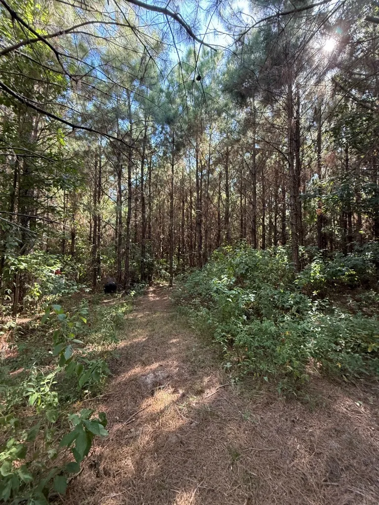 PR 8263 Broaddus, TX 75929