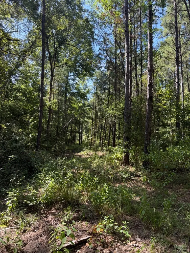 PR 8263 Broaddus, TX 75929