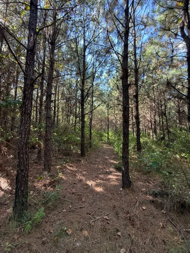PR 8263 Broaddus, TX 75929