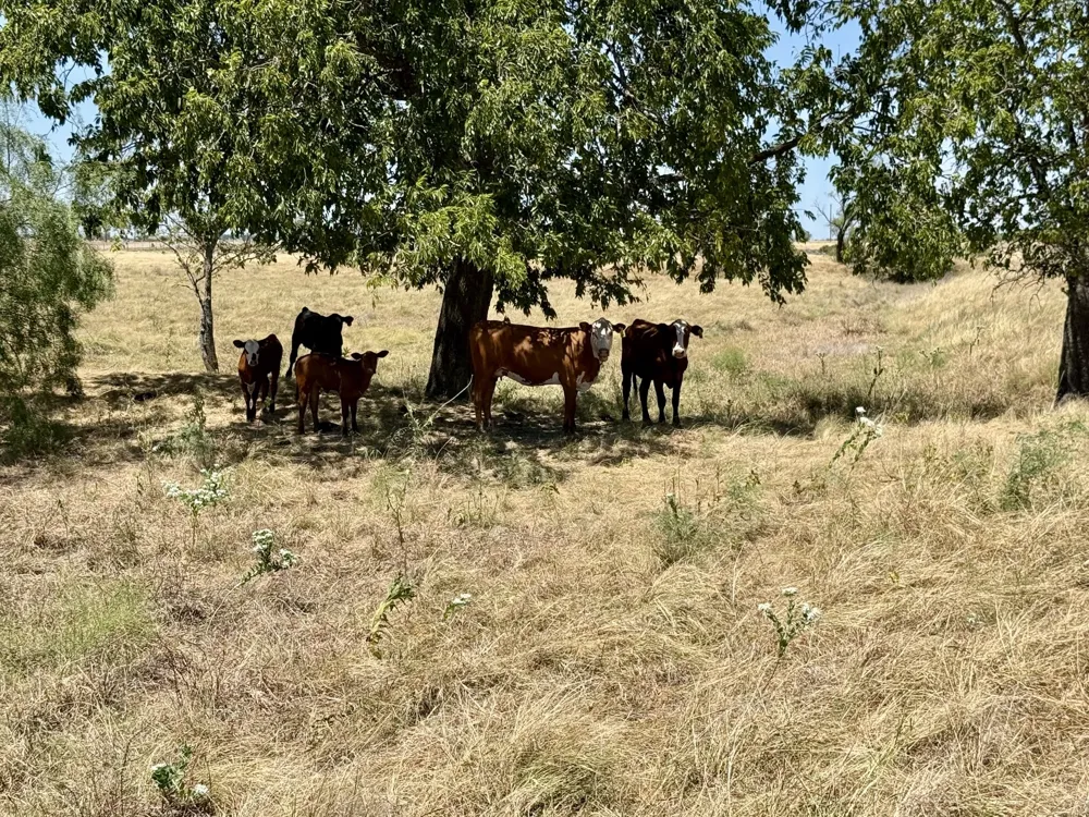 Fm 932 Hamilton, TX 76531